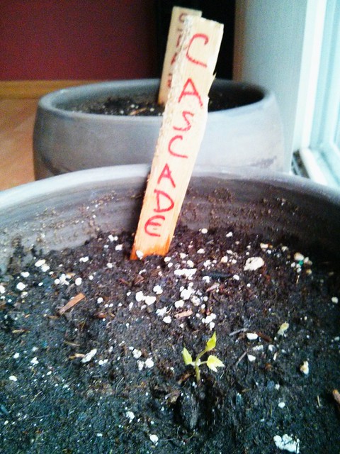 Cascade hops sproutin