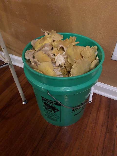 My aunt found some golden oyster mushrooms