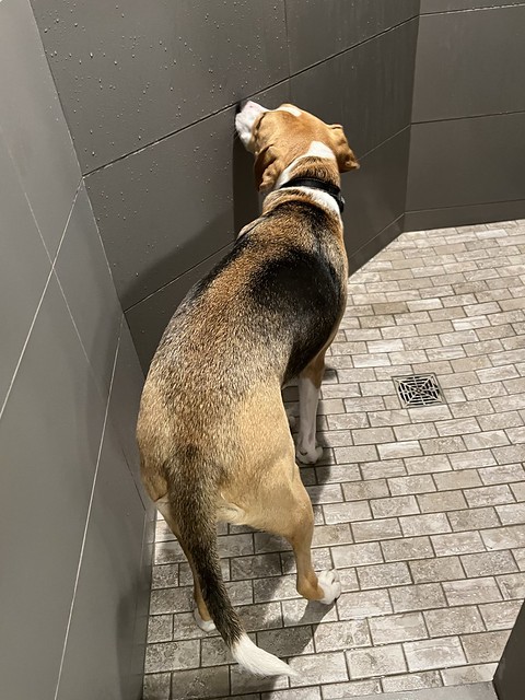 Durby likes to lick the walls of the shower after we get out…