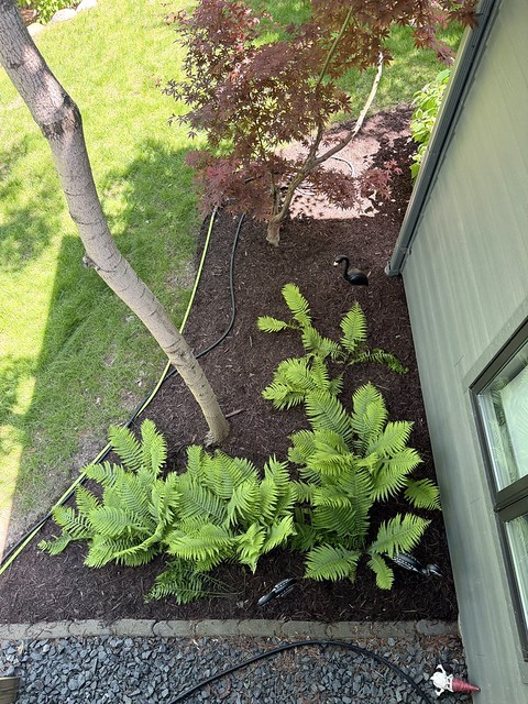 The ferns from Vicki are multiplying!