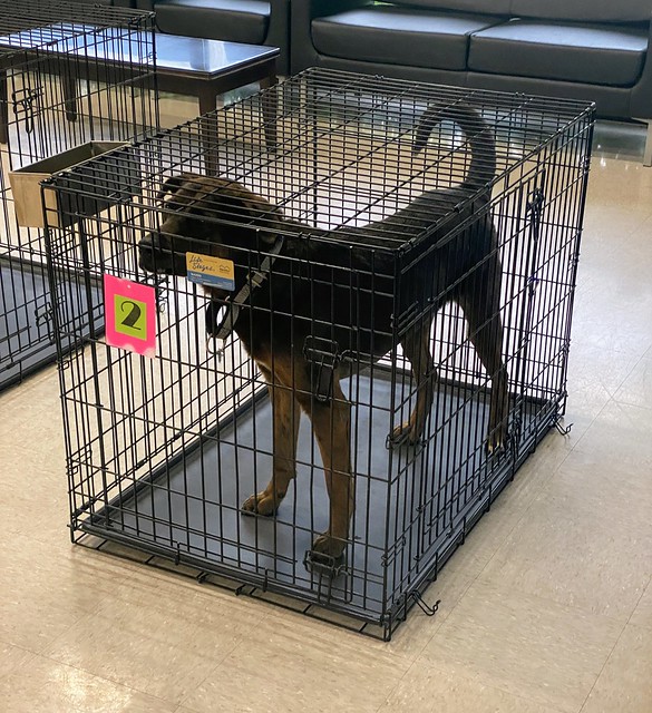 Pandemic vet stuff. Dog waits in kennel and sees the doctor by himself. Human waits in car and is...