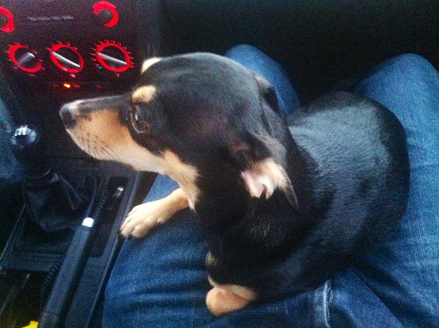 Lola, the lap warmer