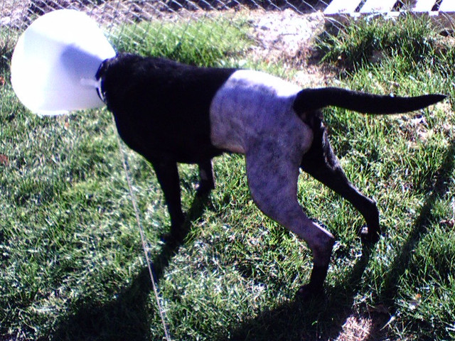 Ninja After ACL Surgery