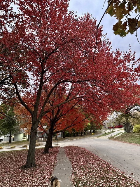 The neighborhood street scape is very pretty