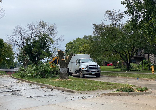 Taking down the dying ash trees on our street