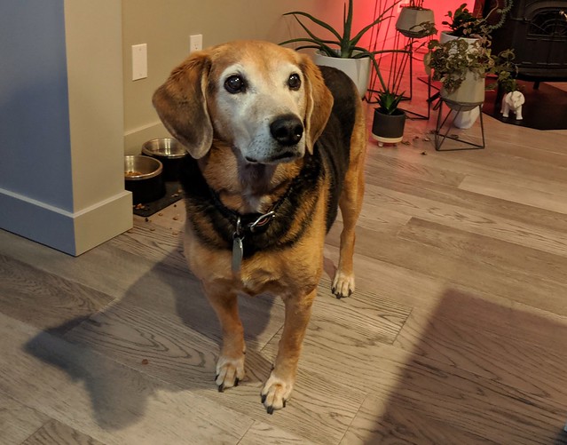 Good boy wants some pizza