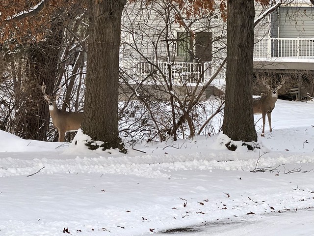 A couple big boys hangin in the neighborhood