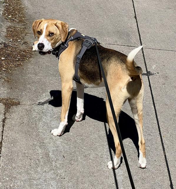 Found another rawhide on the walk today