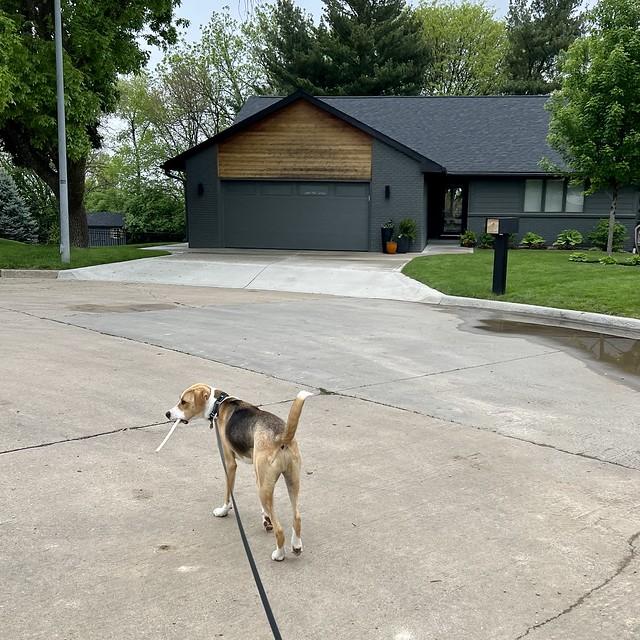 Dude carried this rawhide a half mile home