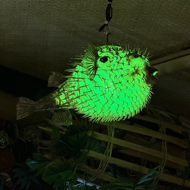 Look at this blowfish light