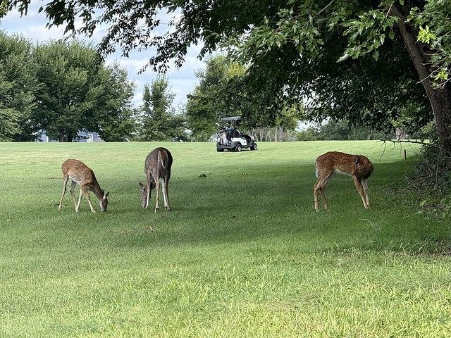 Golf pets