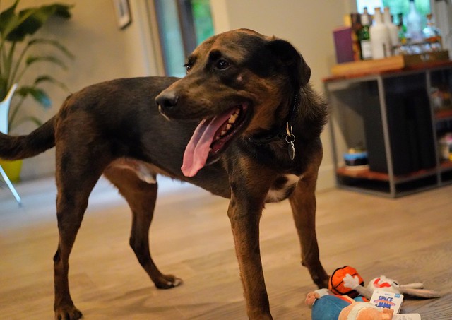 Got some toys. Happy about it.