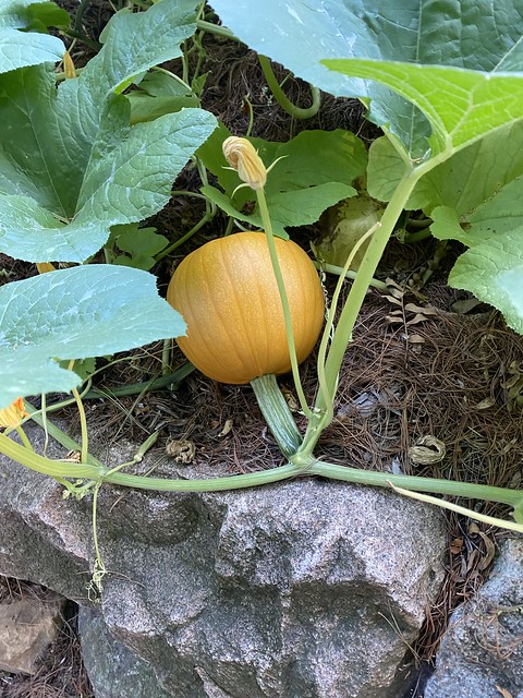 Kari’s growing pumpkins
