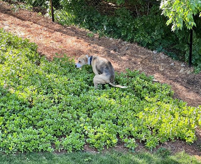 Durby only poops in the pachysandra