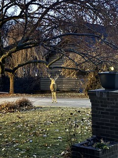 Deer - This buck is just cold chillin in the neighbor’s driveway