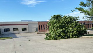 Look at this whole ass tree. Just laying in this parking lot.