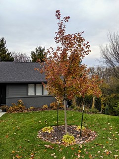 The leaves are changin