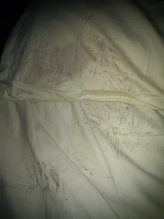 Apparently Garth Brooks went outside, got muddy, then took a nap on my side of the bed today...