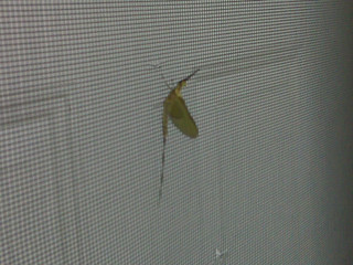 Shadflies in Ankeny, wtf?  Stupid flooding.