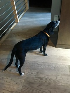Harlow found our dog treat cupboard with her nose.