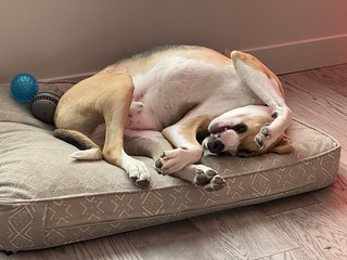 Look at how this weirdo sleeps