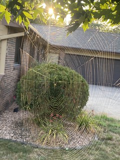Spider - Look at this spider web