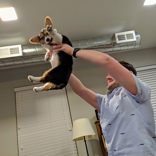 Corgi King