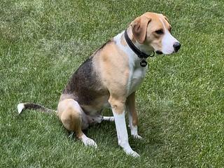 Curiously watching the neighborhood deer