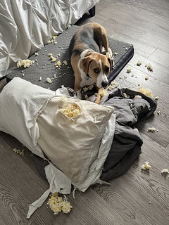 Dogs are the best…