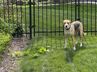 Garden - Busted stealing cucumbers