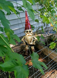 Garden - Came home from Chicago to find this little dude on my front step... He is now guarding my hop gar...