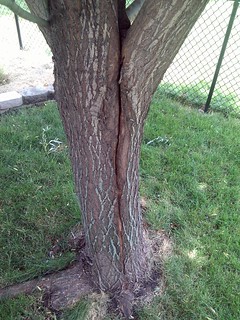 North side of split tree :(