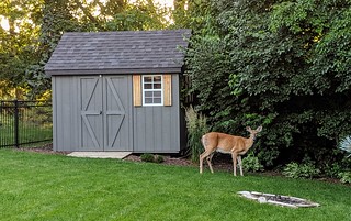 Deer - This Butthole likes our mulberries