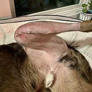 Benny Brooks - Benny's gnarly scar