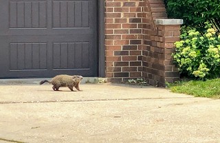 We've got a groundhog in the neighborhood!