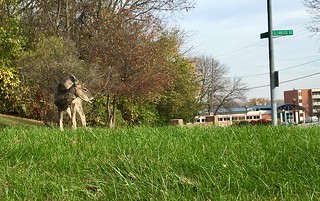 Caught this emo tweenie buck hangin on my street this mornin