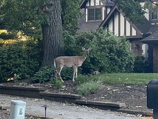Deer - Neighborhood deer
