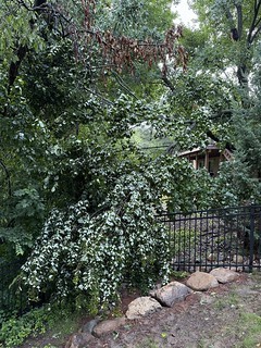 Another neighbor's maple lost a giant limb on another part our fence.