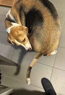 Dogs - What is this?