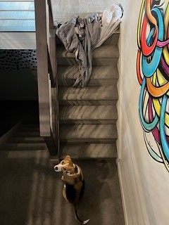 2737 - He drug his blanket there and then sat at on the landing to groan and whine about it.