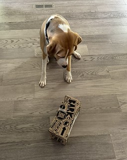 Dogs - Durby is sad that he has to wait for Kari to get home before he opens his mail