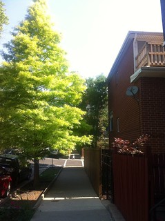 I like walking past this bright tree in the mornings