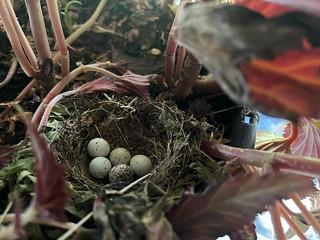 A bird has put some eggs into one of Kari’s hanging flower pots