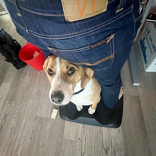 Durby likes to hang here while I’m standing at my desk