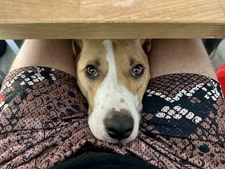 Dogs - Durby is ready for a walk