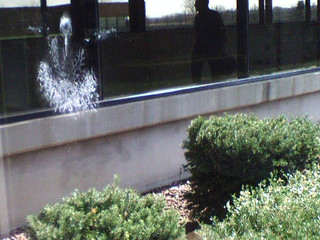 Birds fly into windows at Pioneer