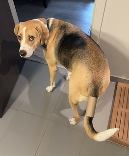 Dogs - What have you done to me?