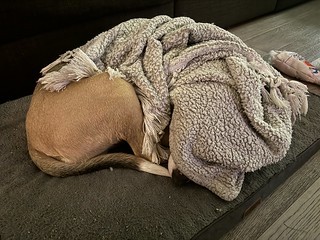 Durby needed some quiet time after the brunch party