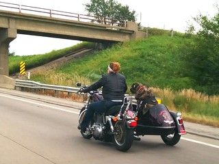 Look at this dog ridin shotgun in this sidecar!