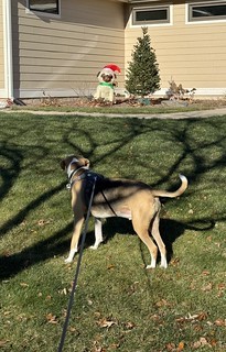 Durby was very confused by this inflatable dog